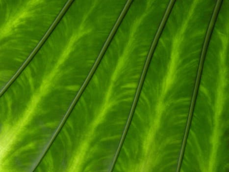 Foliage