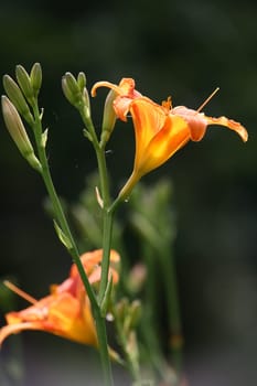 Trumpet lilies
