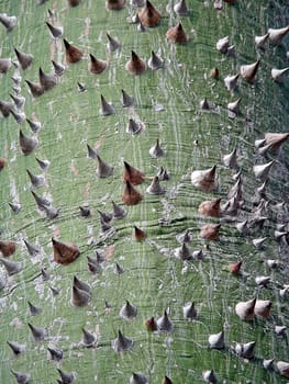 Chorisia insignis or Ceiba insignis (White Silk Floss Tree)