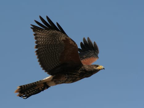 Flight