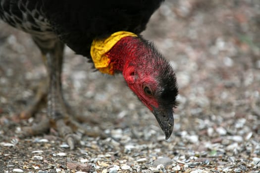 Pecking large bird