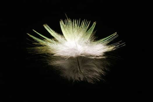 Feather IV