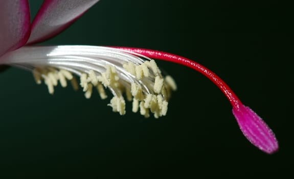 Christmas cactus