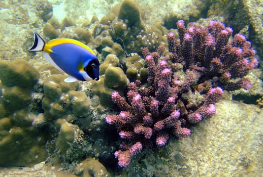 The White-throated Surgeonfish (Acanthurus leucosternon) is a species of surgeonfish in the Acanthuridae family. It is found in the Indian Ocean from the west coast of Kenya to South Africa,on the coasts of the Maldives and the Seychelles to Indonesia