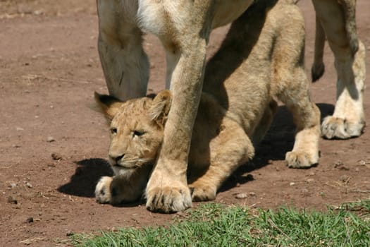 2004 Ngorongoro Crater,lion cub squeezes through mother's front legs and then lies down in the shade under mother's belly.