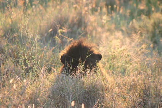 2004 Serengeti,lion with "halo"",despite endless waiting,I never saw him from the front. :-("