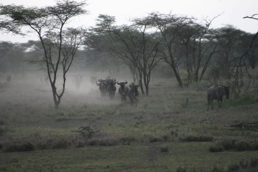 2004 Ndutu (Tanzania). Every February,around 2 million wildebeest meet here to give birth to their babies (all at once in one or two days) and lions to get their fill. Strategy for the photo: Put it down,wait,after a few minutes there will be a