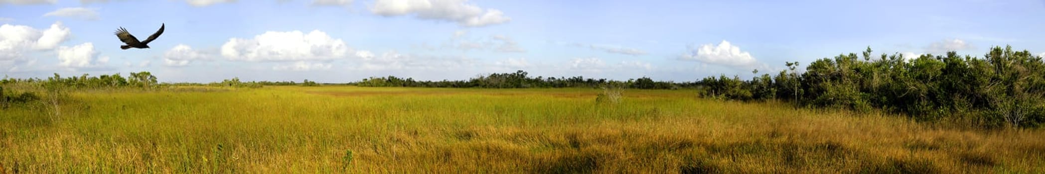 Immediately where Miami's sea of houses ends,the Everglades begin. Up to the coast of the Gulf of Mexico,the national park occupies the entire southern tip of Florida,including Florida Bay,speckled with mangrove islands. Not least thanks to