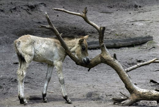 The Przewalski's horse (Equus ferus przewalskii),also called Takhi,Asian wild horse or Mongolian wild horse,is the only subspecies of the wild horse that has survived in its wild form to this day. It is named after its Russian explorer N