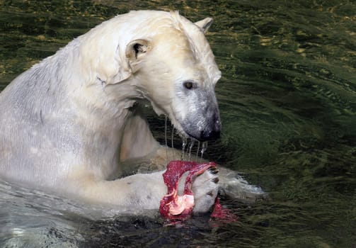 The polar bear (Ursus maritimus) is a species of predator in the Ursidae family. It inhabits the northern polar regions and is closely related to the brown bear. It is valid in addition to the Kodiakbä