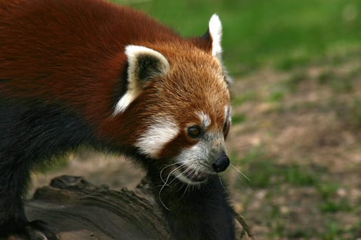 Red panda