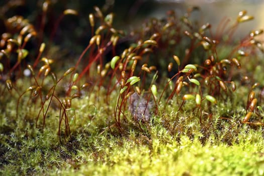 Moss