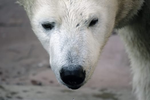 face close up without animal
