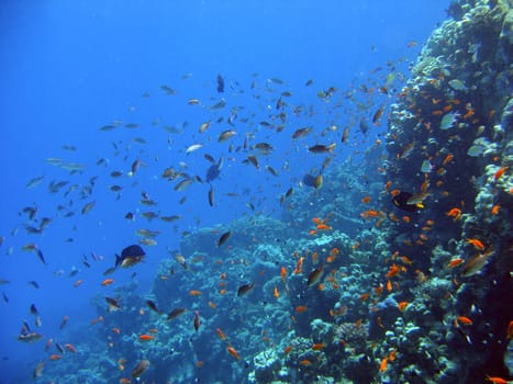 In my opinion,this picture shows the indescribable diversity in a tropical coral reef. At the drop offs there are thousands of flagfish and reef perch. It's like a wall of fish that you swim through. This picture was taken in the