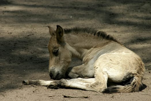 Foal