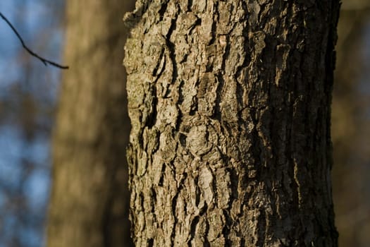 Tree bark black alder