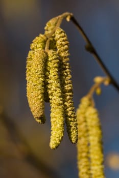 Hazelnut blossoms