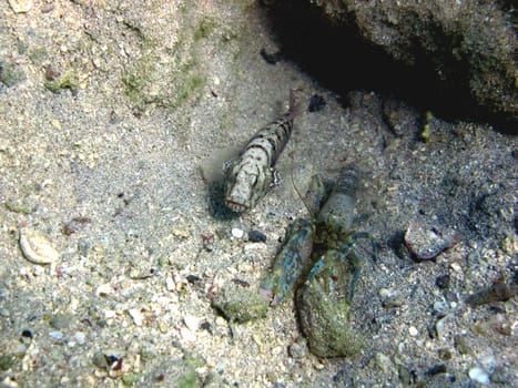 The partner goby and the bang crab live in symbiosis. The cancer has low vision and therefore maintains constant contact with the goby. This takes over the guard position at the tunnel exit. The bang cancer is constantly busy with