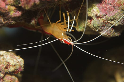Shrimp