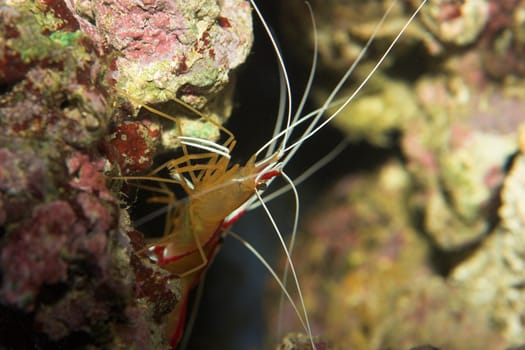 Shrimp II