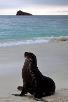 Galápagos sea lion on the beach