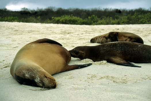Galápagos sea lions