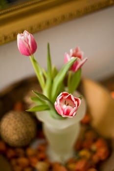 Tulip