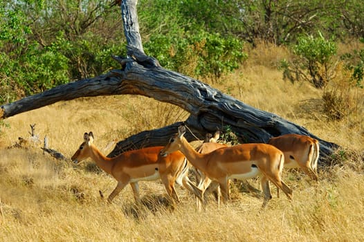 Pack Impala Antelope
