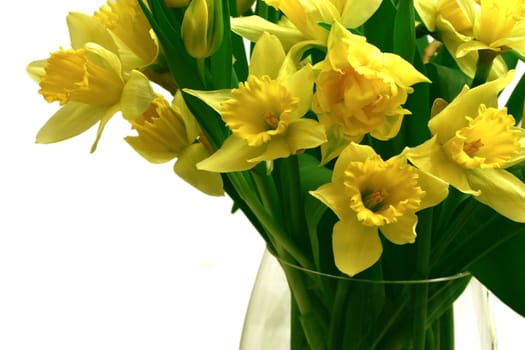 daffodils