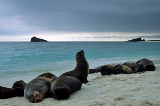 Galápagos sea lions