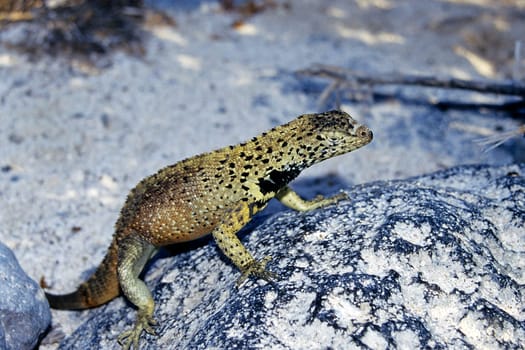 Lava Lizard