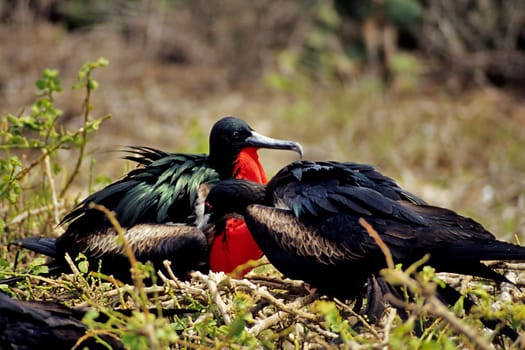 Frigate birds breeding