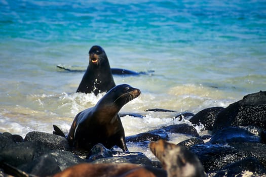 Galápagos sea lions