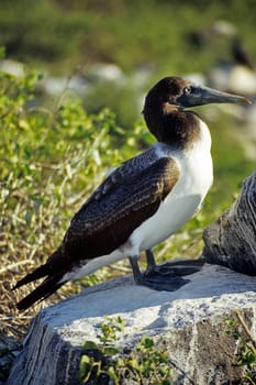 Masked booby