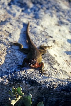Lava Lizard