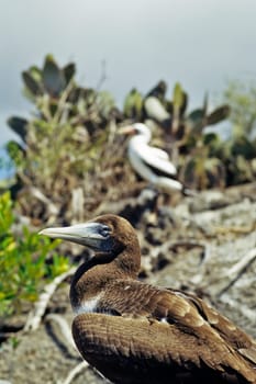 Masked booby