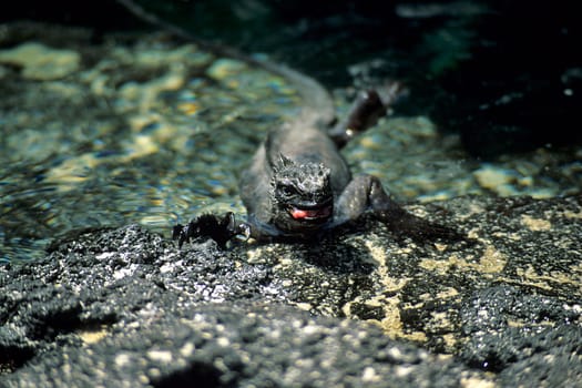 Marine iguana