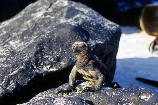 Marine iguana