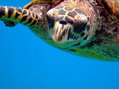 Swimming and snorkeling with turtles is an experience you won't soon forget.
