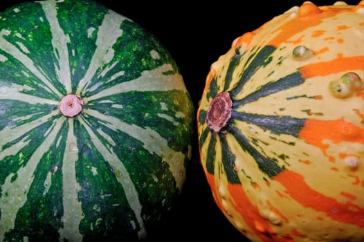 Ornamental pumpkins