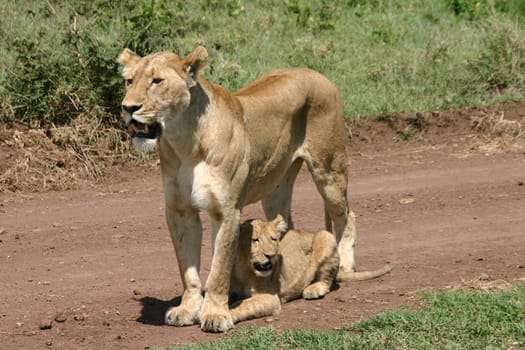 Lion,Baby,Africa,Cuddling,Ngorongoro,Crater,Protection,Wildlife,Safari,Cat