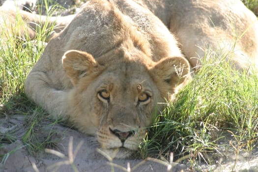 Botswana,Okavango Delta 2005