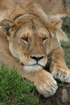 The collar is not for a domestic cat,but some wild lions in the Serengeti are equipped with tracking devices. So the lioness is virtually active in science. But she doesn't seem to find them very exciting  -)
