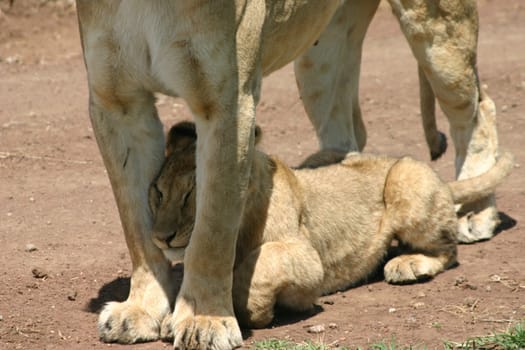 2004 Ngorongoro Crater,lion cub squeezes through mother's front legs and then lies down in the shade under mother's belly.