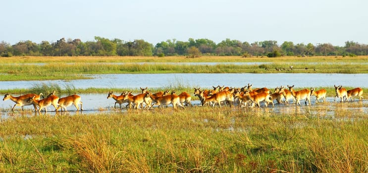 Lychee waterbucks on the lake