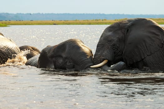 Elephant bath