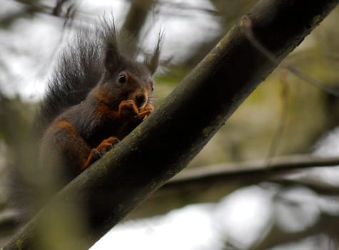 ... in a wild career... seen deep in the woods - a bit overworked