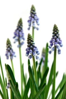 The pearl hyacinth belongs to the lily family and is an early flowering (also called "early bloomer"") bulbous plant that reaches a height of up to 20 cm. The bell-shaped flowers sit so close together that the flowers"