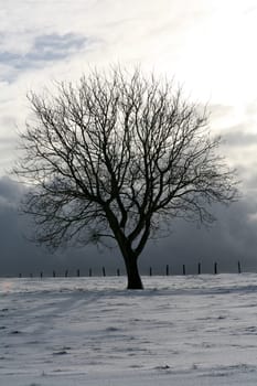 Deciduous tree in winter