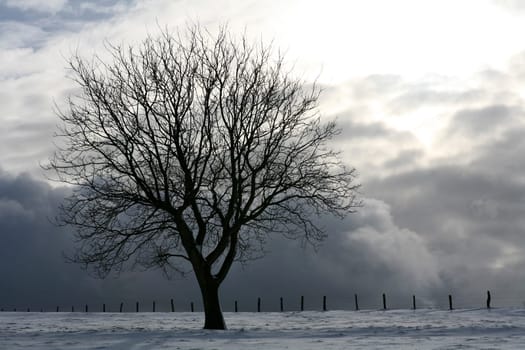 Deciduous tree in winter